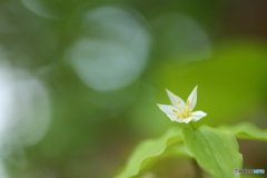 稚児百合