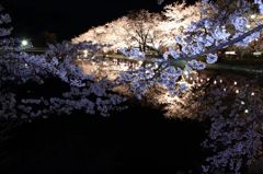 夜桜