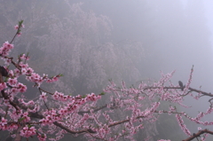 春の霧