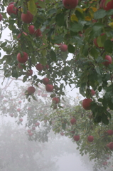 りんご雨情