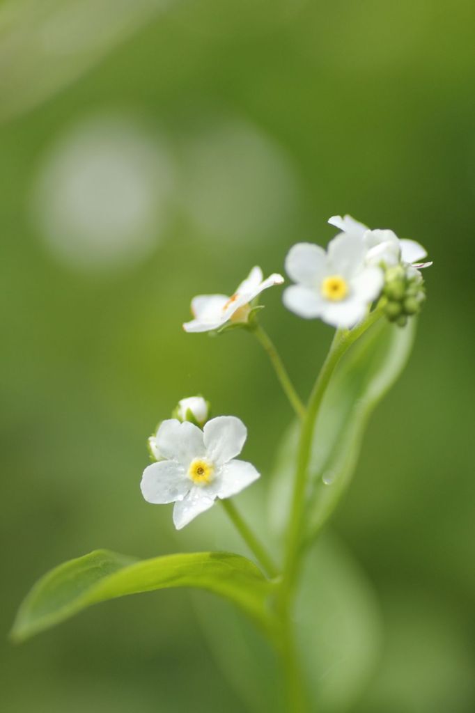 タチカメバソウ