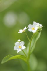 タチカメバソウ