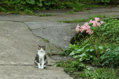 上手く撮れよなー