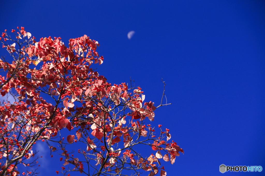 秋の赤