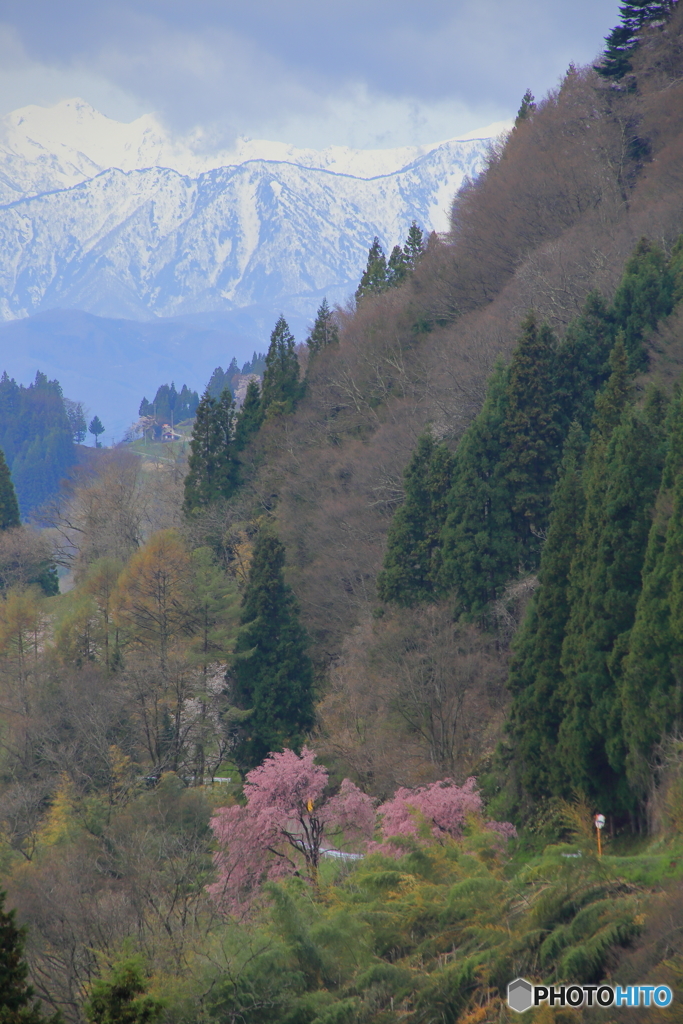 桜のある光景８　隘路