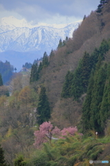 桜のある光景８　隘路