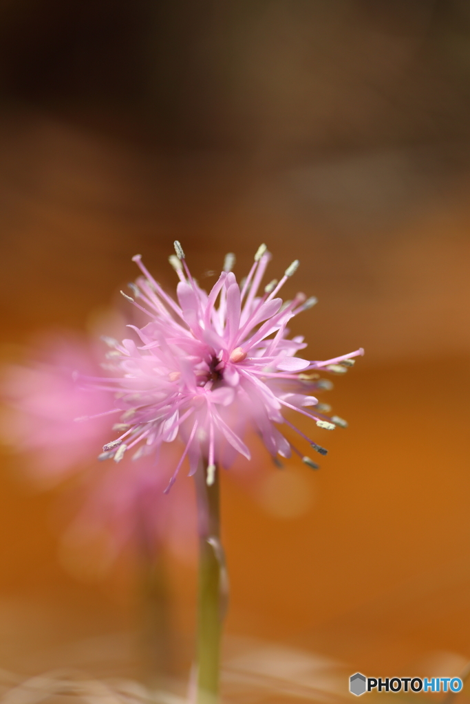 春の花　２