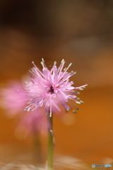 春の花　２