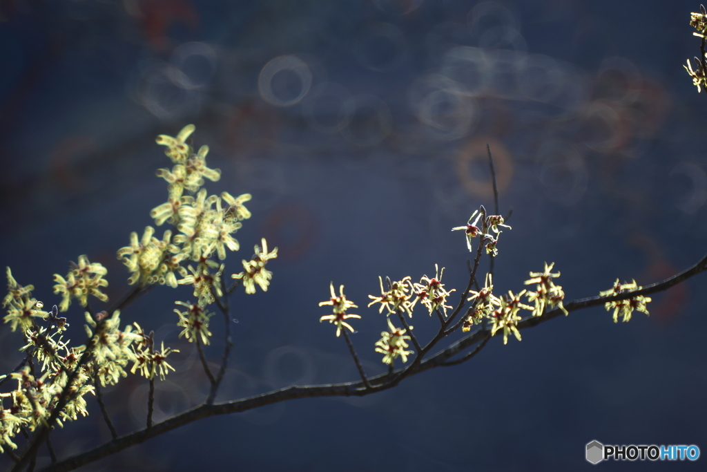 まんさくの花が咲いたよ