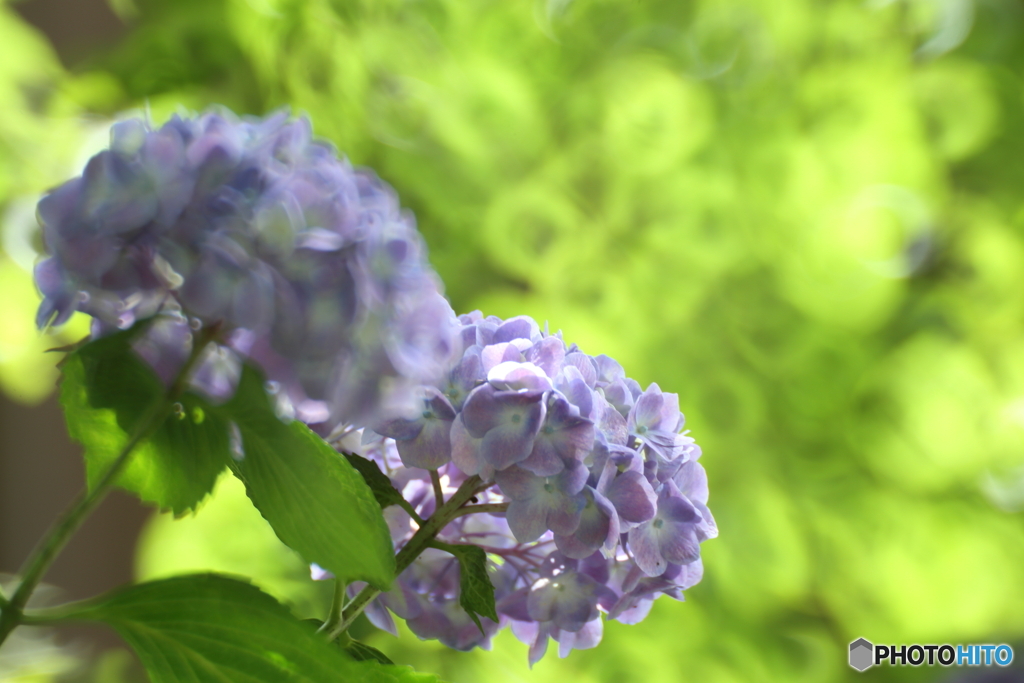 紫陽花　２