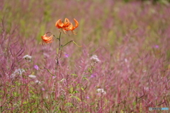 花は遅かった