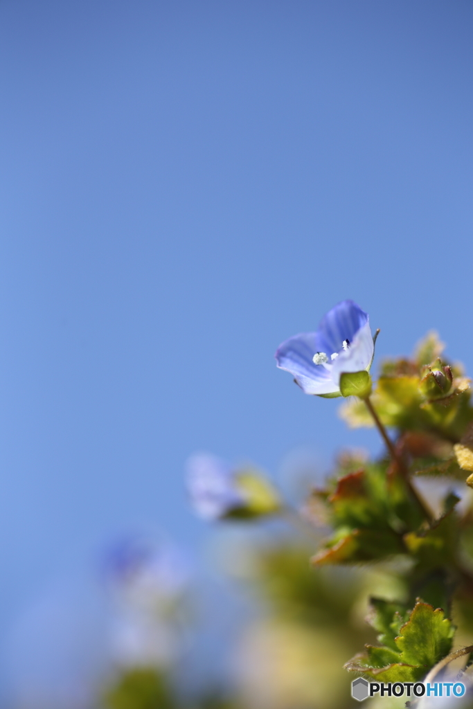 青空色の花