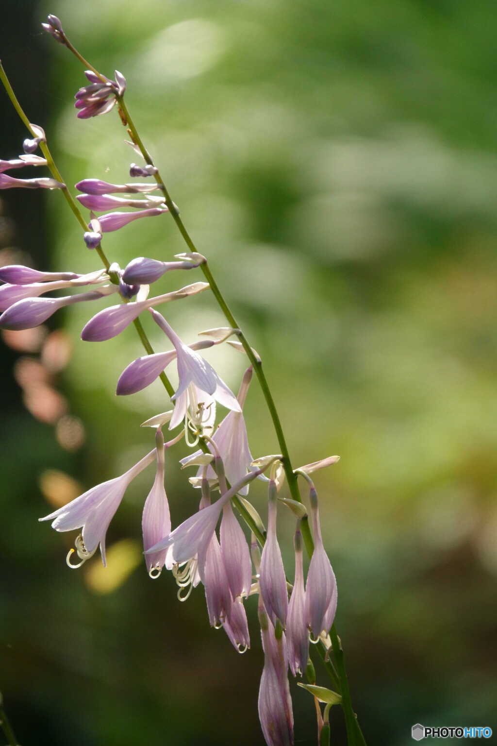 花擬宝珠