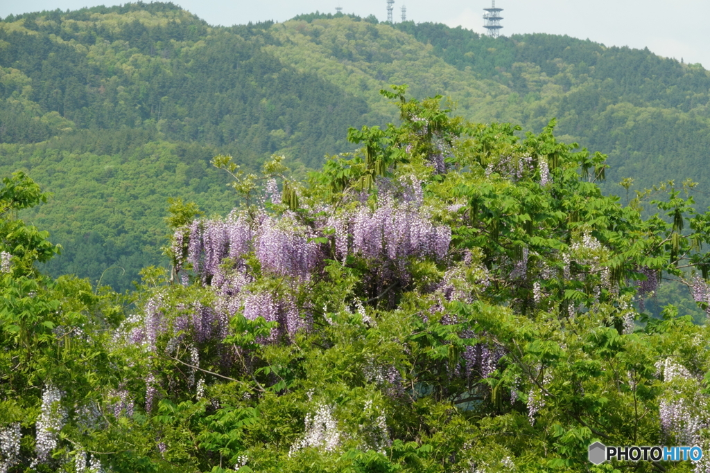 おはようの山