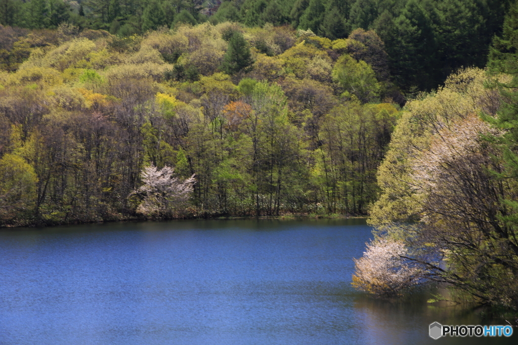 桜のある風景　３