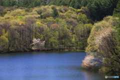 桜のある風景　３
