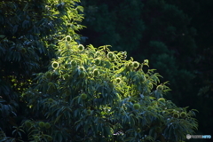 栗