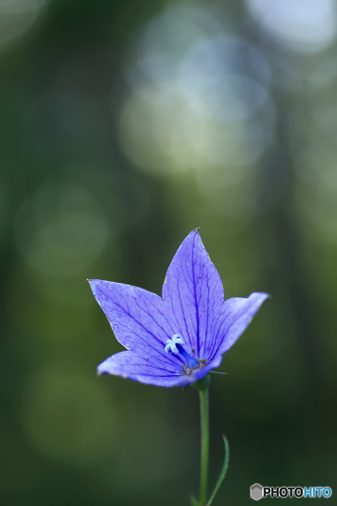秋の七草　あさがほのはな