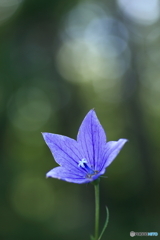 秋の七草　あさがほのはな