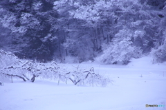 雪のりんご畑