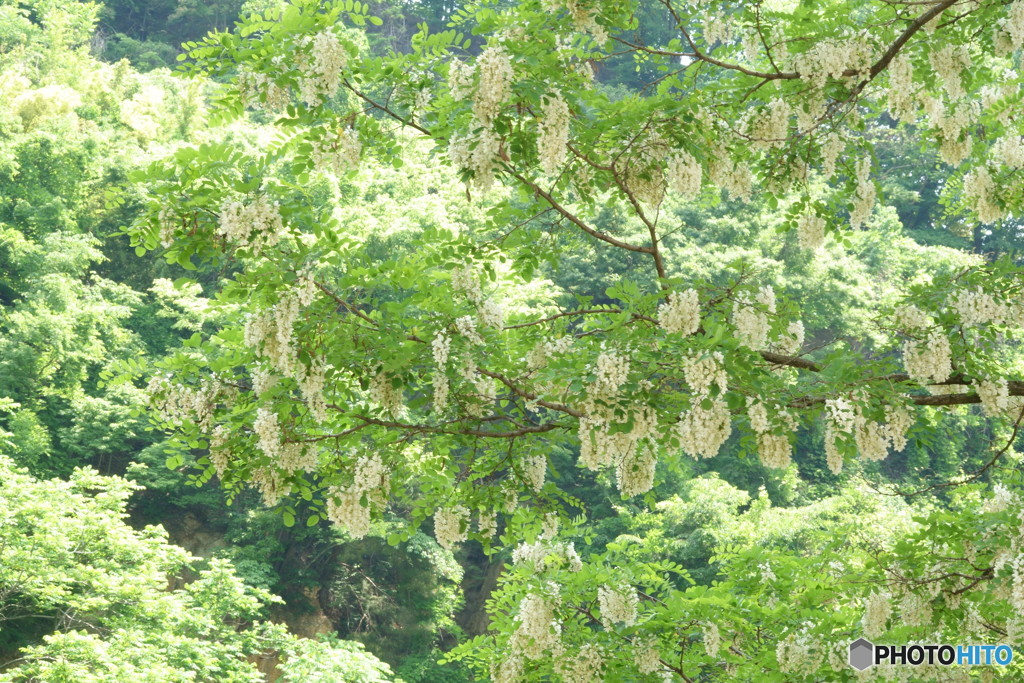 繁殖力