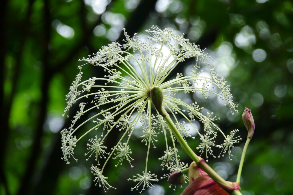 森の花火