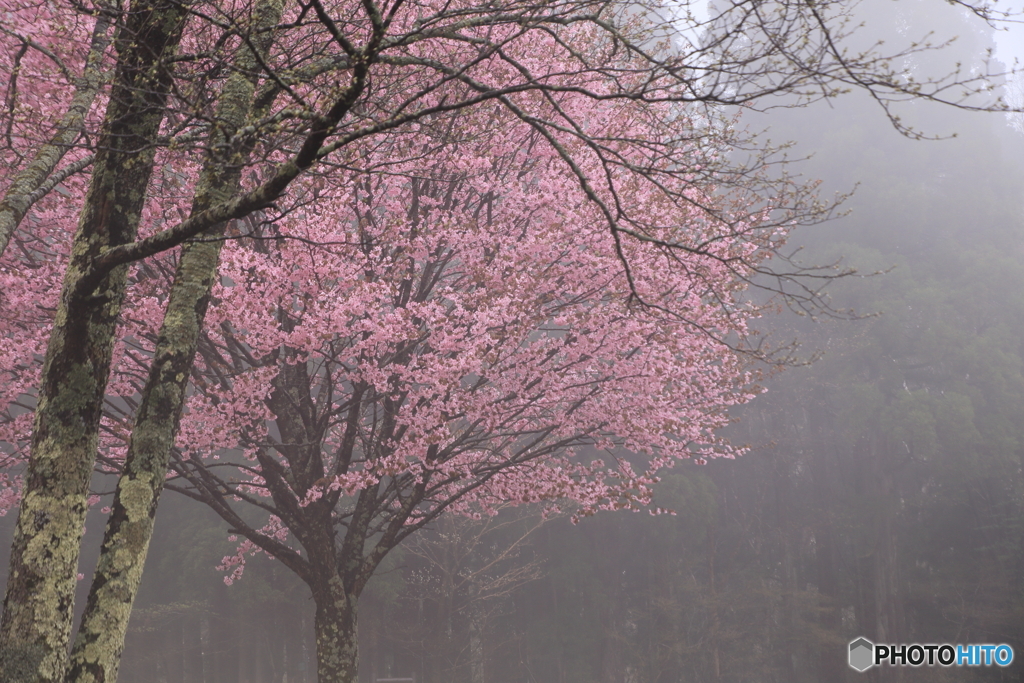 桜　拾遺３