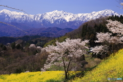 山と桜