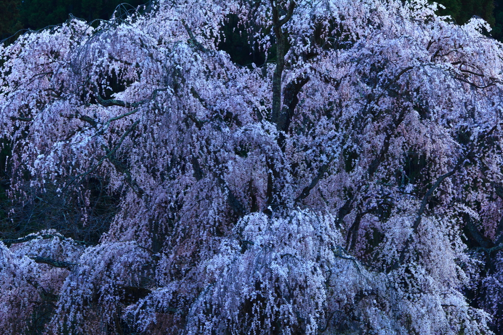 高山村の桜　2
