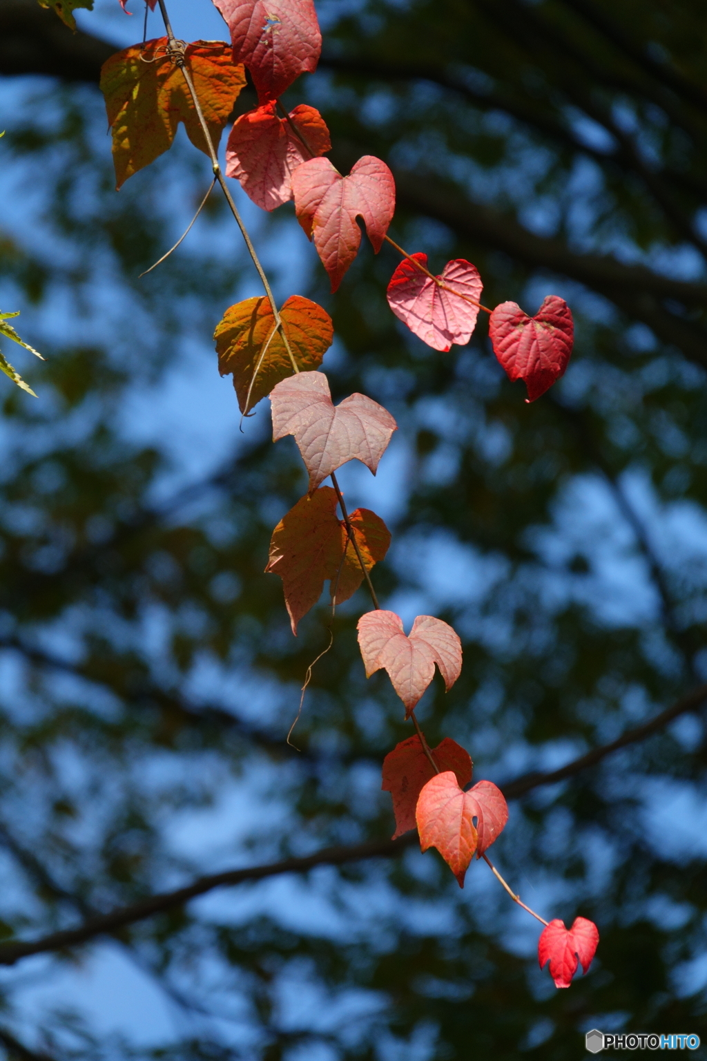 蔦紅葉