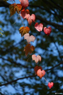 蔦紅葉