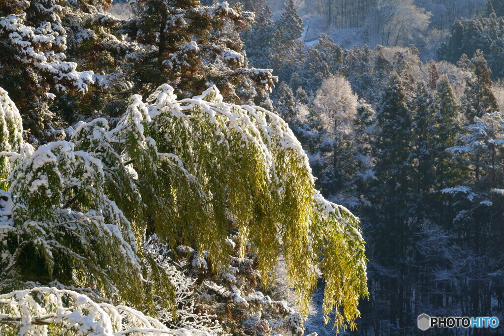 雪折笹