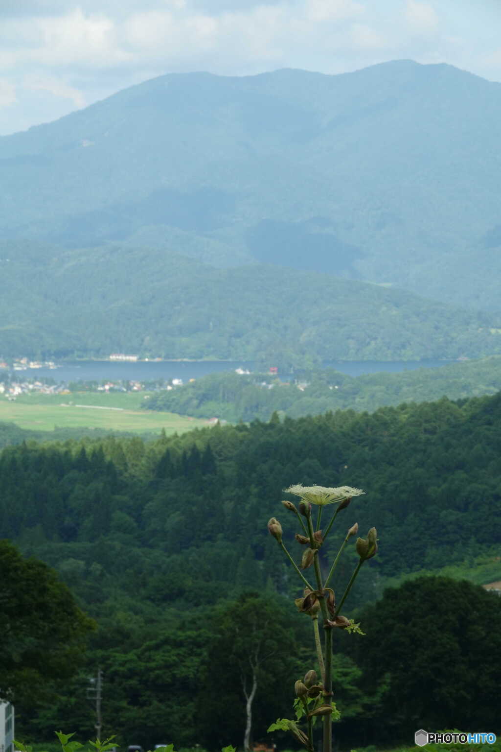 シシウドの光景