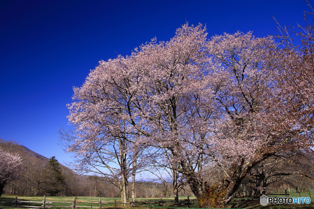 牧場の桜