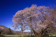 牧場の桜