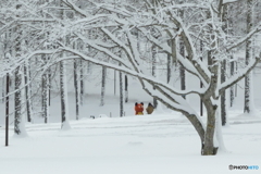 今年の漢字は熊