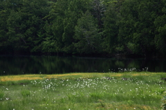 ワタスゲの咲く池