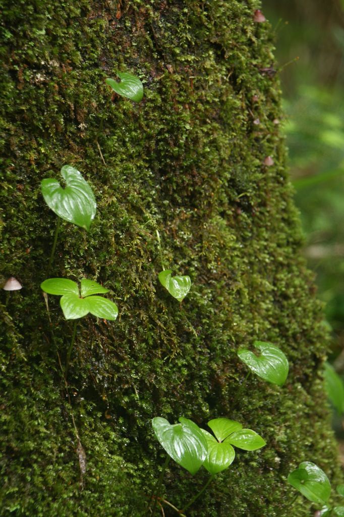 若葉も雨に濡れて