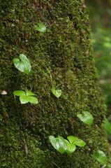若葉も雨に濡れて