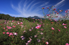 秋空に咲く
