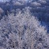 霧氷・樹氷