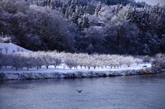 雪の桃畑