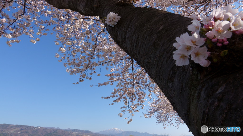 土手の桜