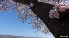 土手の桜