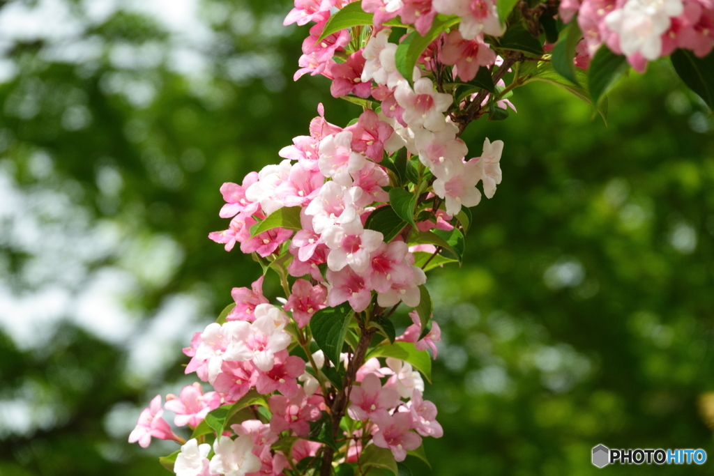 散歩の花　４