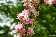 散歩の花　４