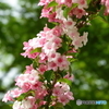 散歩の花　４