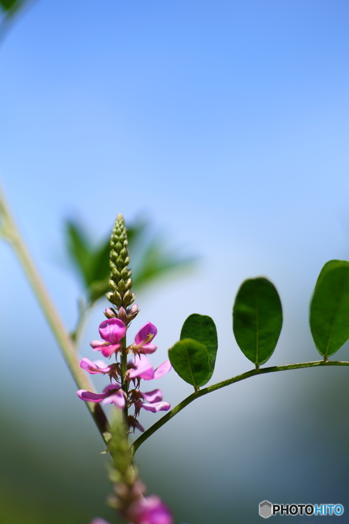 夏の花図鑑３　コマツナギ