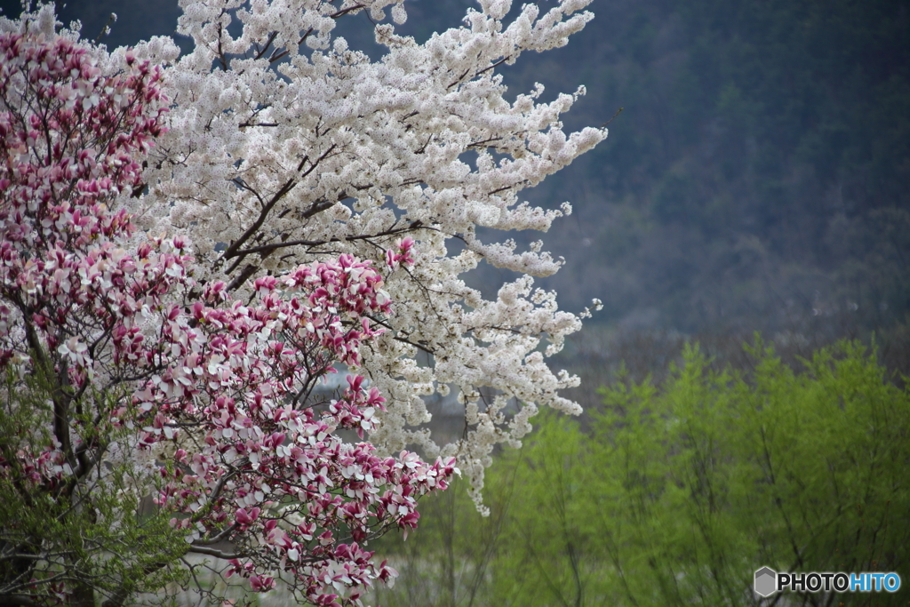 桜のある光景３　競艶