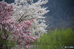 桜のある光景３　競艶